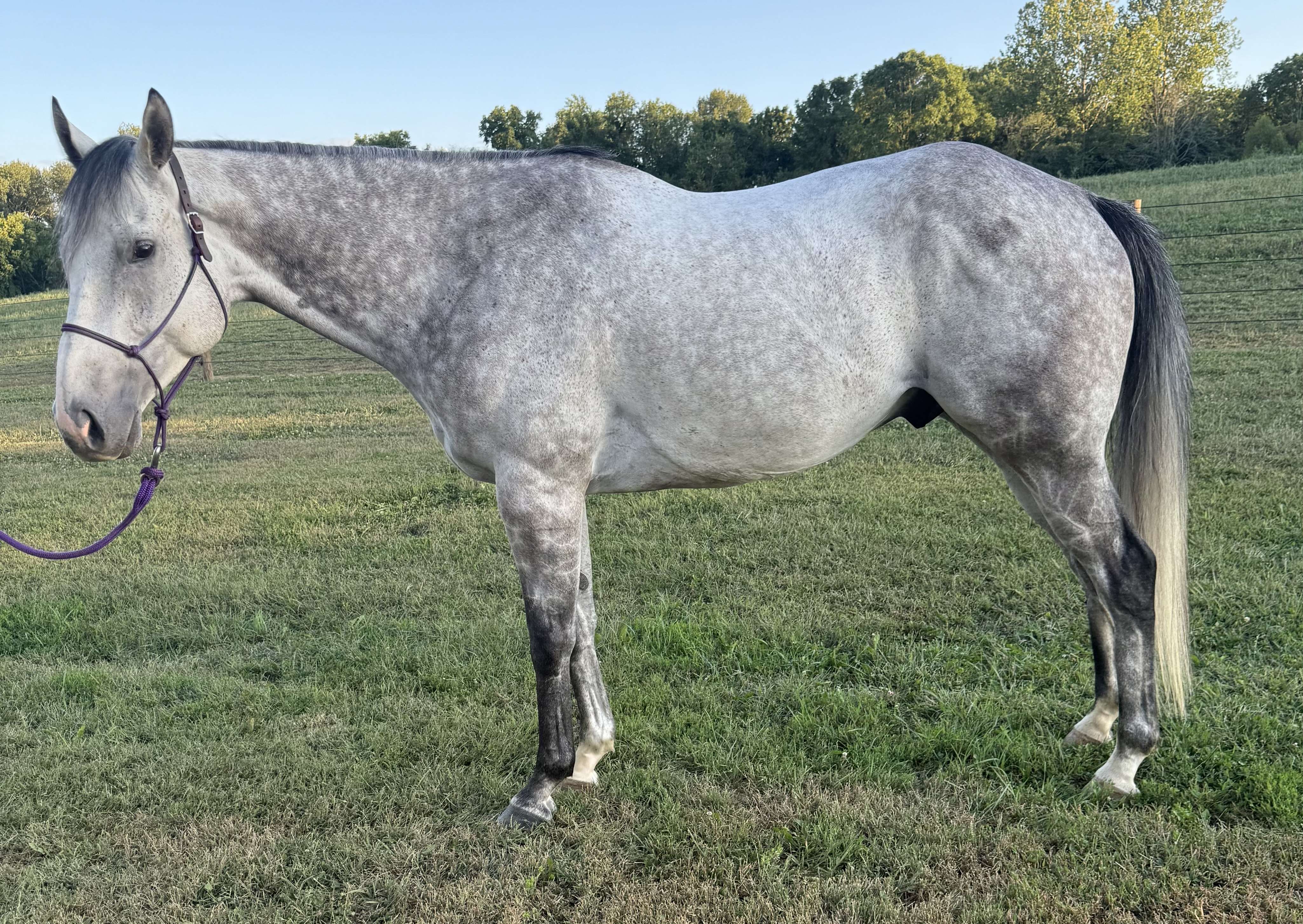 TROT - Horse Profile - Retired Racehorse Project, image size:4100x2908