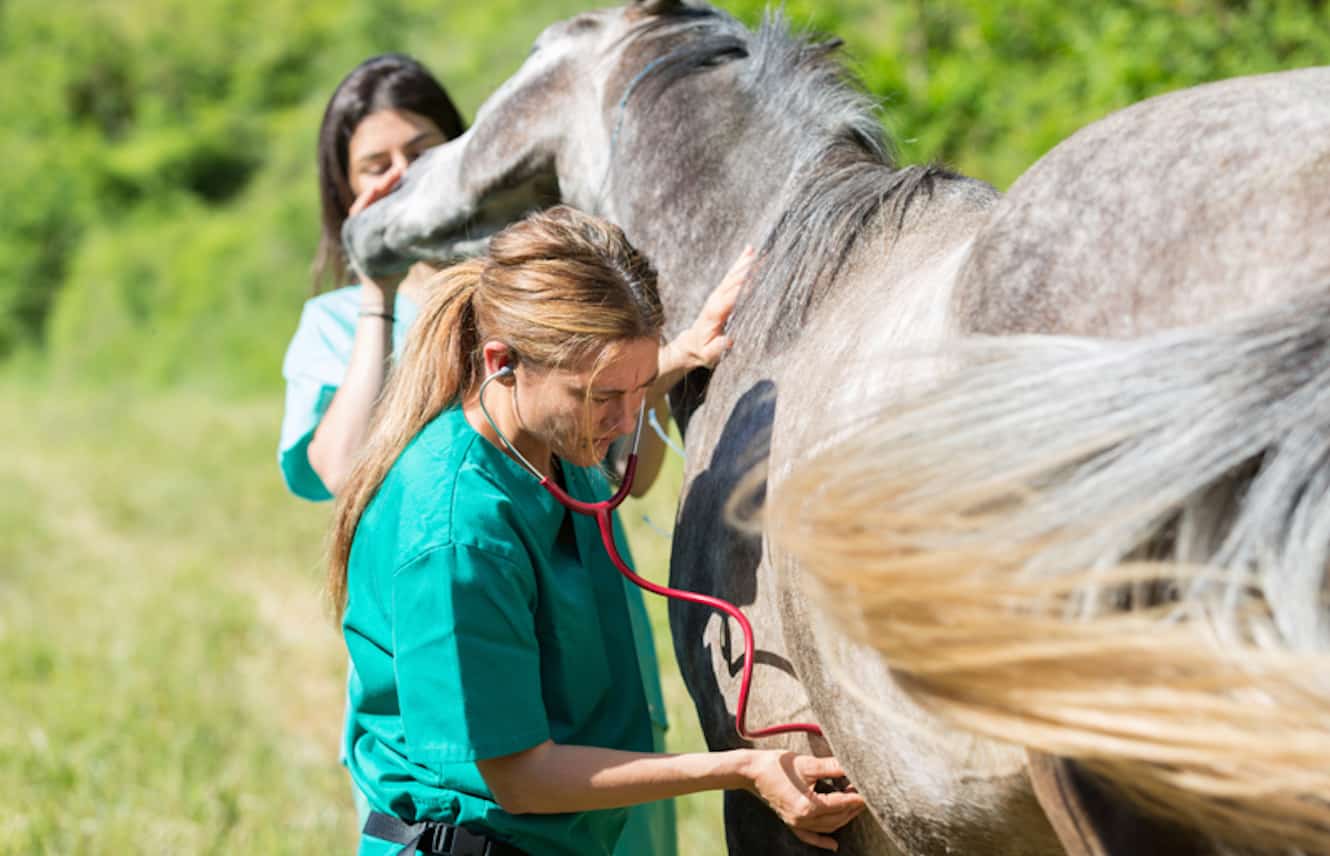 Featured image for “Retired Racehorse Project Emphasizes Equine Welfare With New Arrival Exam at Thoroughbred Makeover”