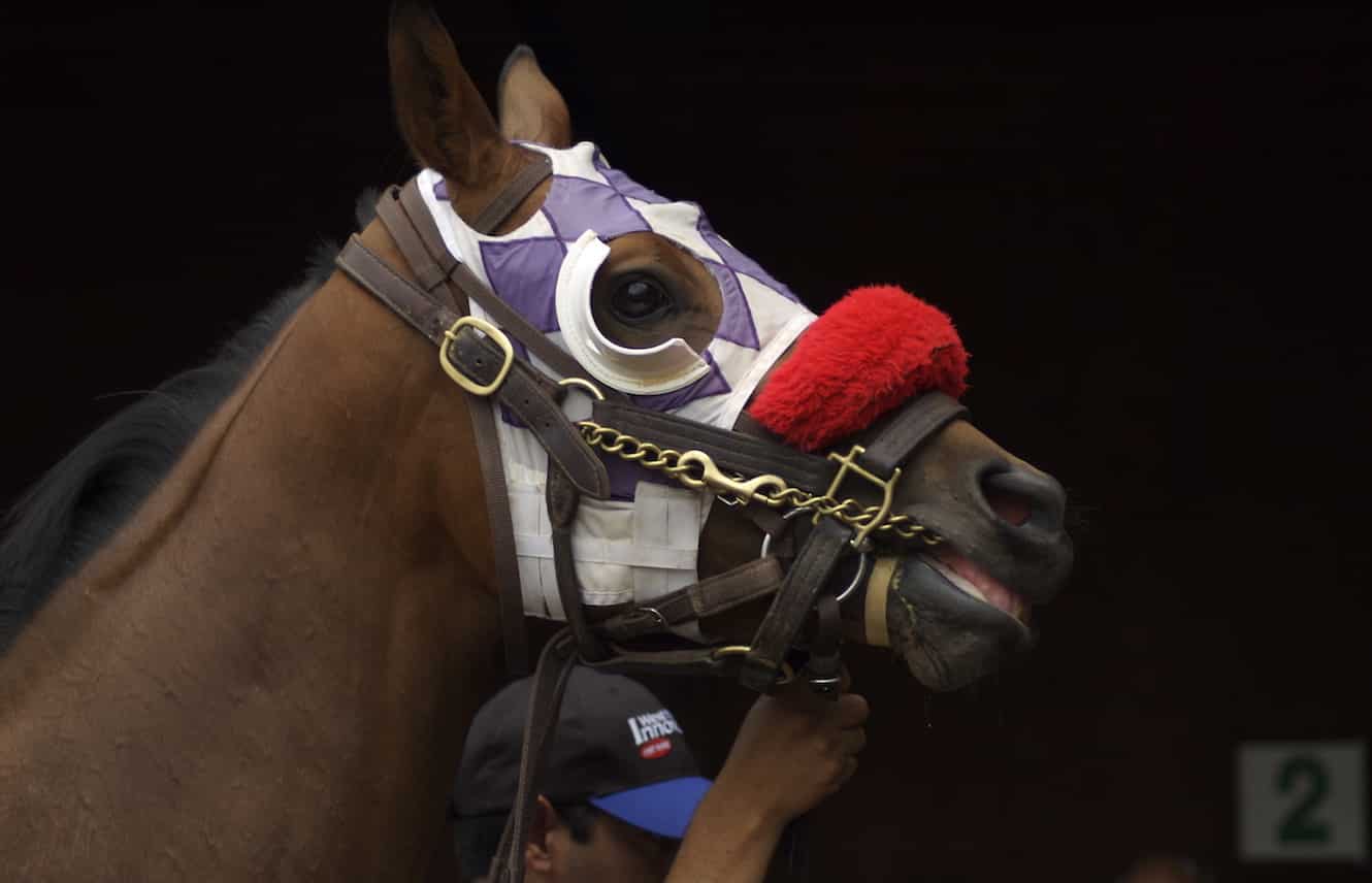 Featured image for “What Racehorses Wear”