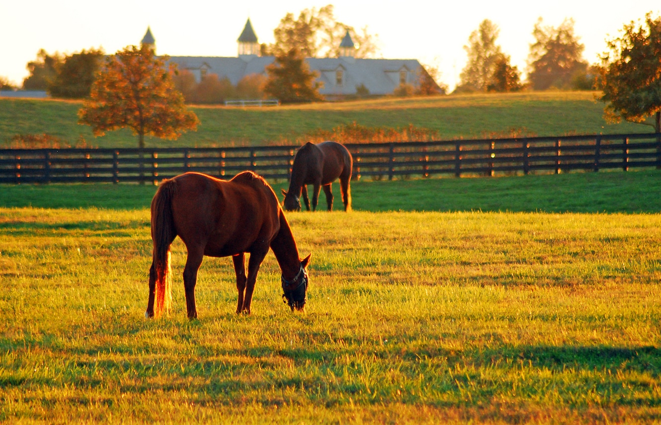 Featured image for “From Track to Shed”