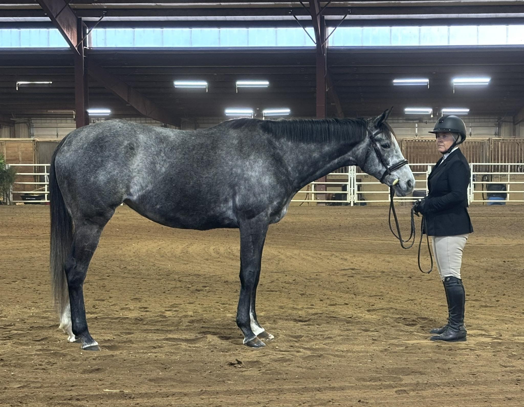 Featured image for “Thoroughbred Conformation and Movement Misconceptions and Realities”