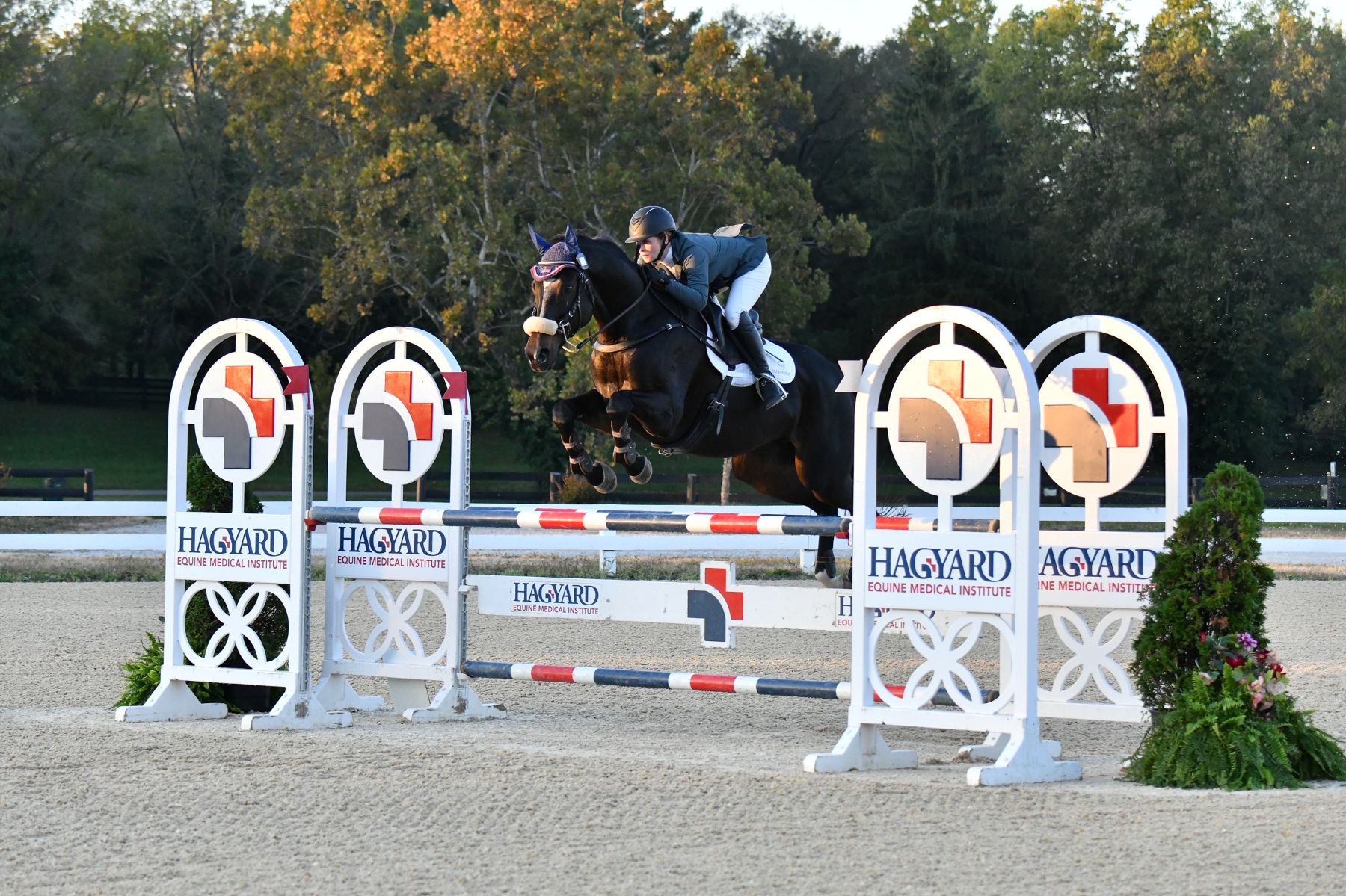 Featured image for “The Will to Try: Diving Into the Psychology of the Thoroughbred”