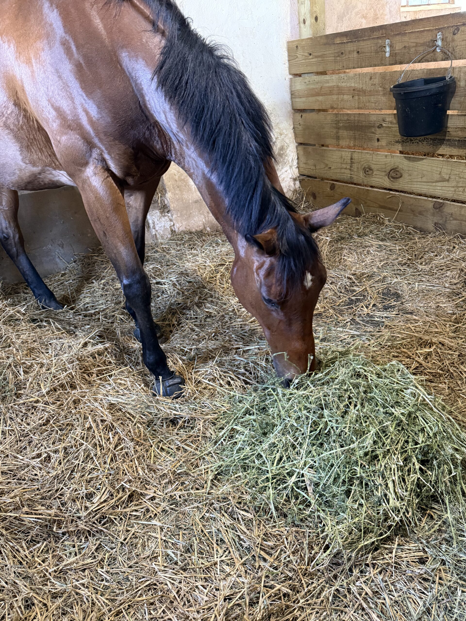 Featured image for “Understanding Hindgut Dysfunction in Thoroughbreds”