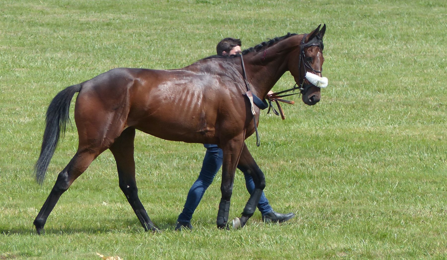 Featured image for “Feeding a Still-Growing OTTB”