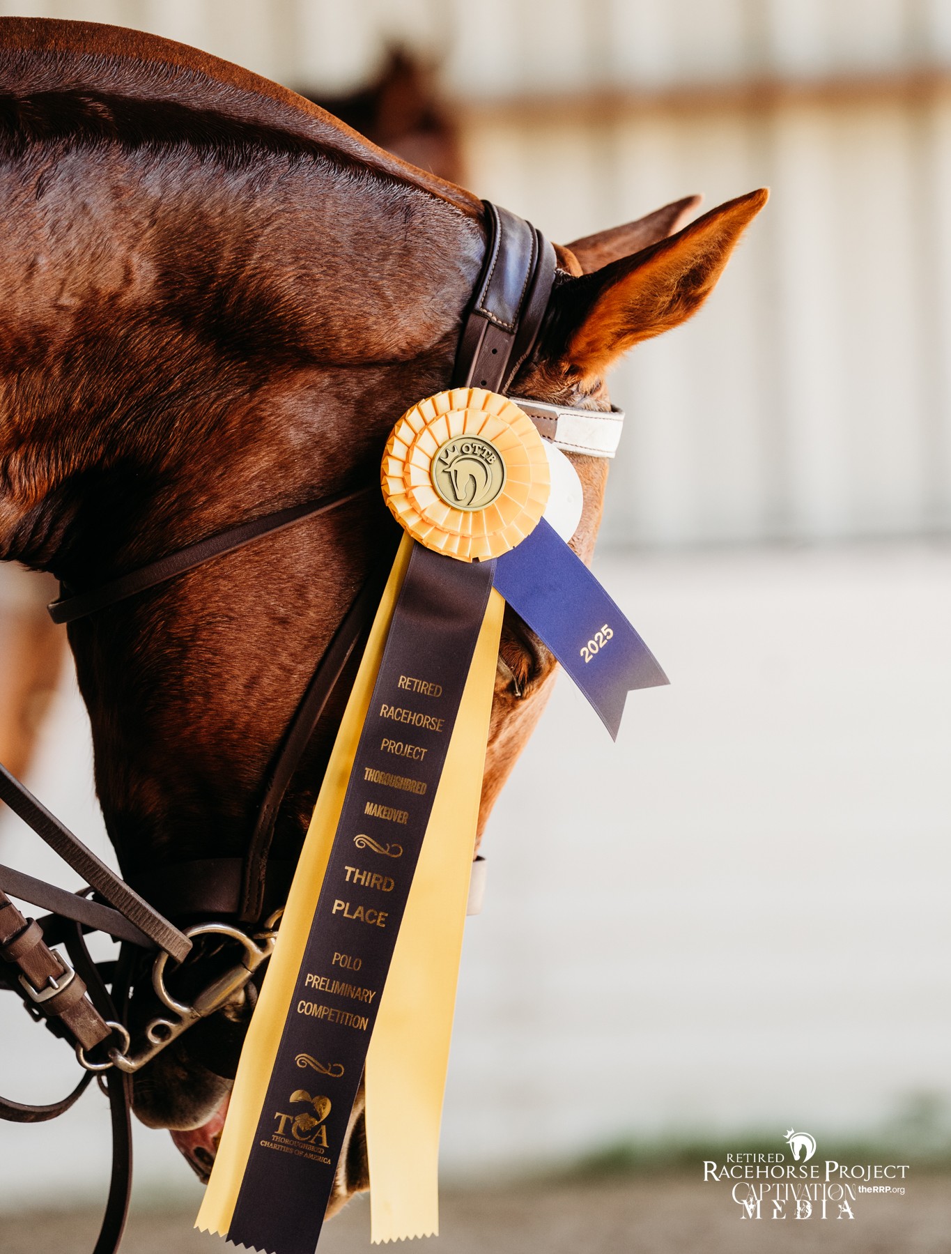 Featured image for “2026 Thoroughbred Makeover Applications Now Open For Drafting”
