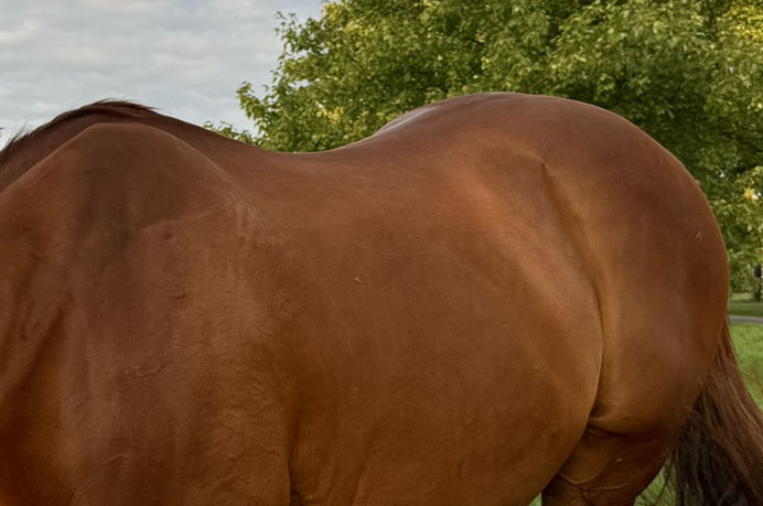 Featured image for “Sacroiliac Dysfunction in Thoroughbreds”