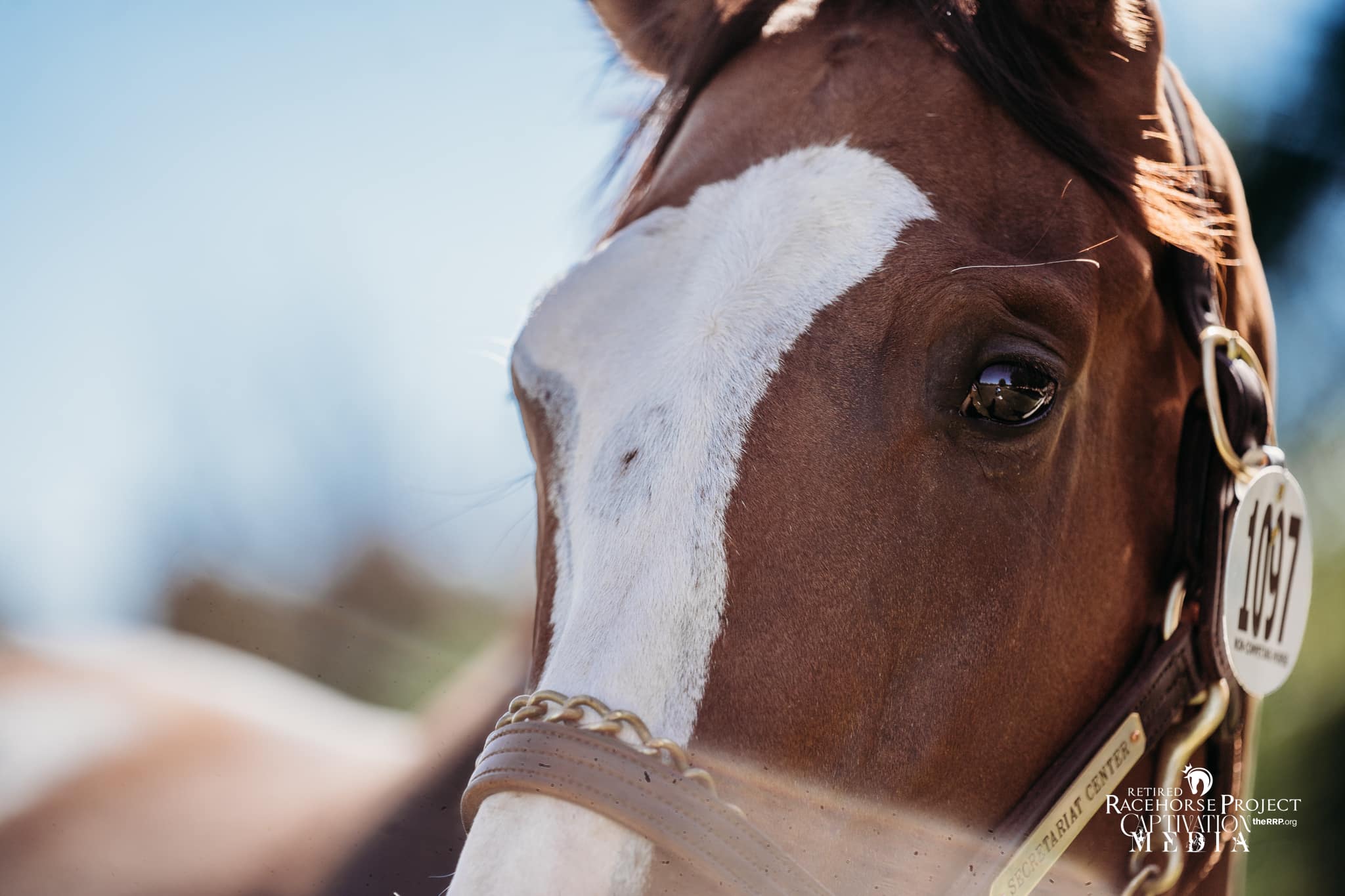 Featured image for “Webinar: Life After the Finish Line: Keeping Retired Racehorses Healthy From the Inside Out”