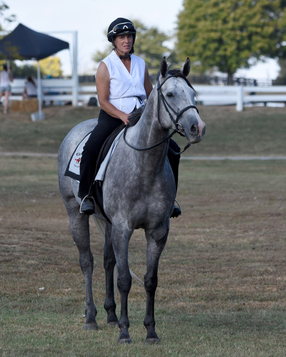 Featured image for “2026 Bill Kraatz Thoroughbred Makeover Ambassador Award: Wally K ”
