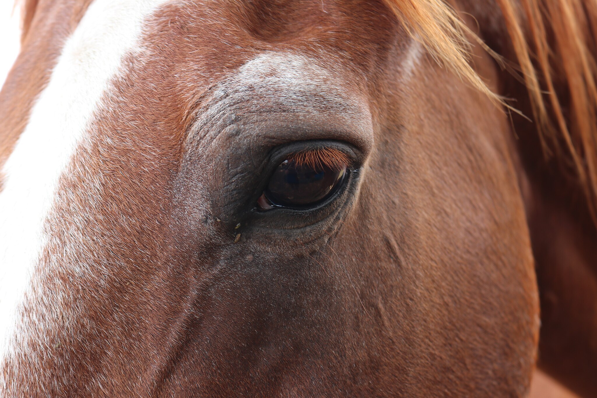 Featured image for “Senior OTTB Nutrition, Health & Career Considerations”