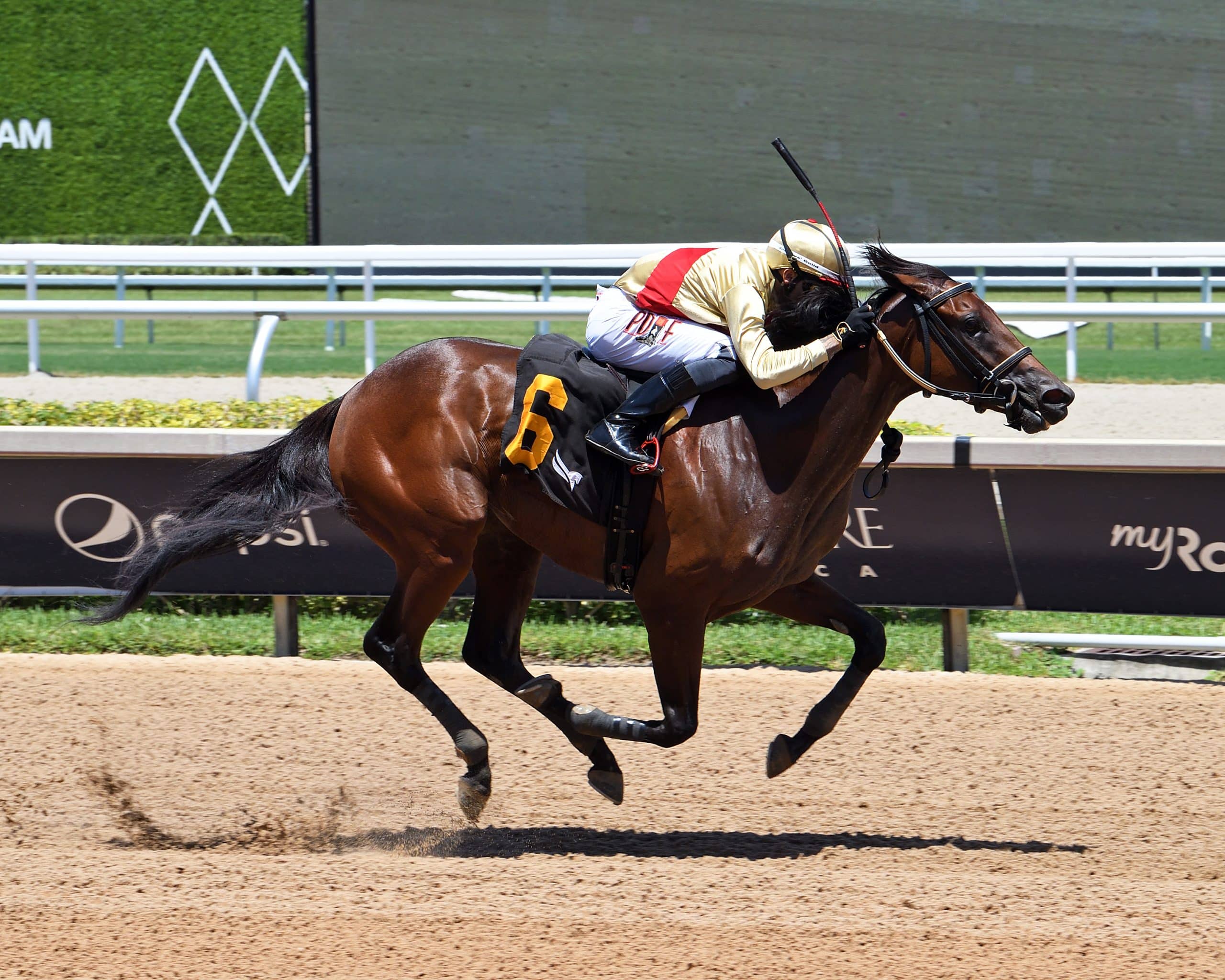 Featured image for “A Day in the Life of a Racehorse: Racing Day”