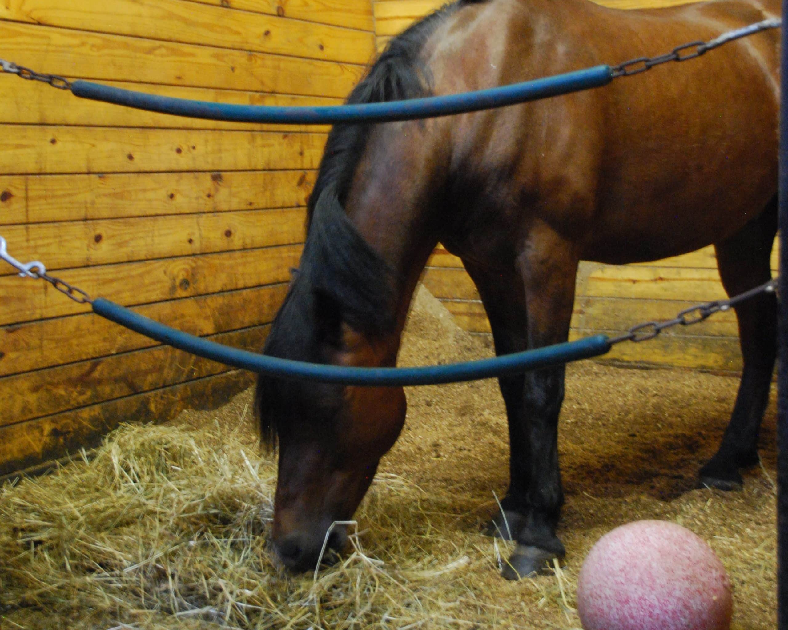 Featured image for “Enrichment Ideas for Busy OTTBs”