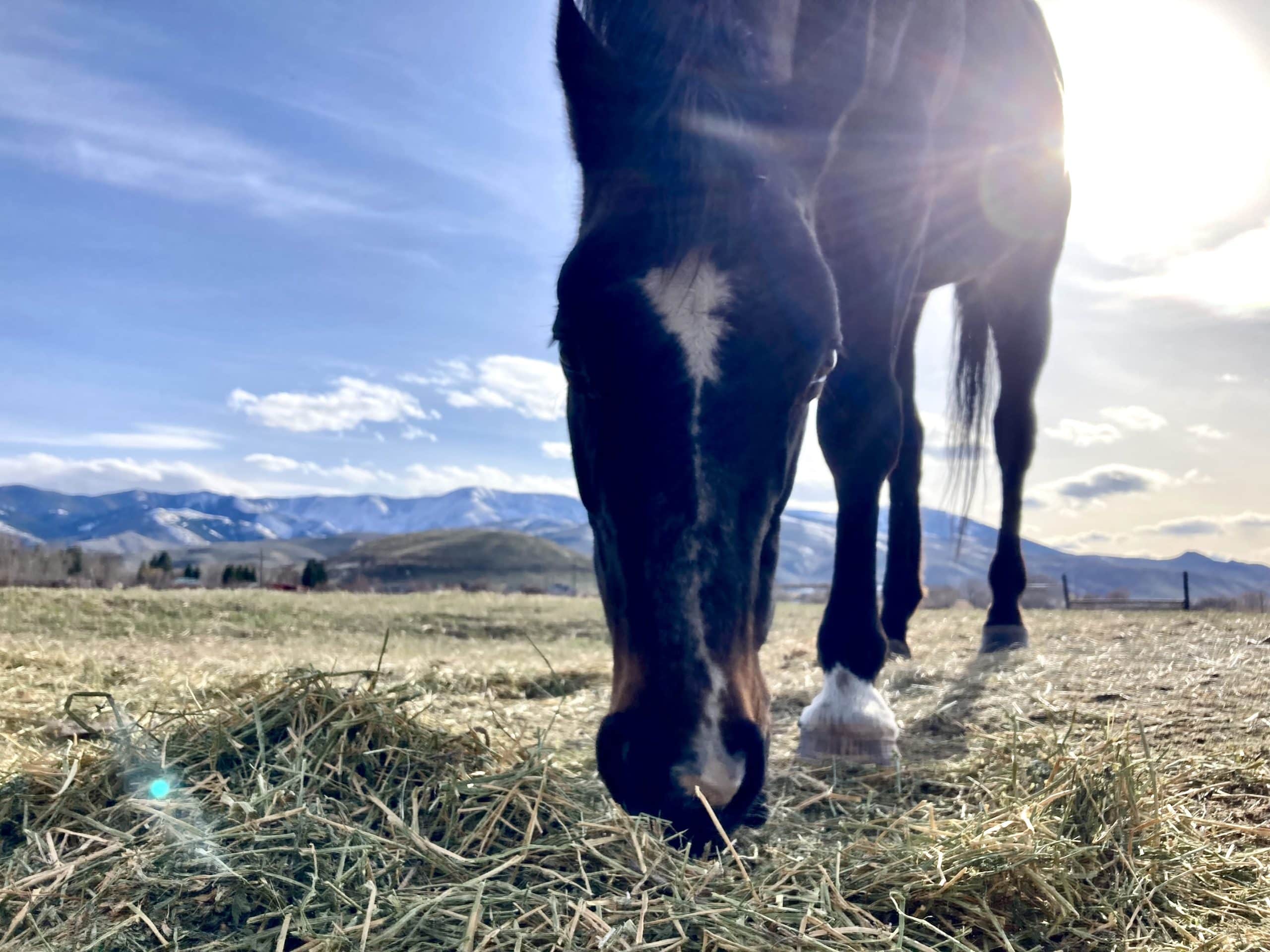 Featured image for “Ask a Trainer: Introducing Turnout”