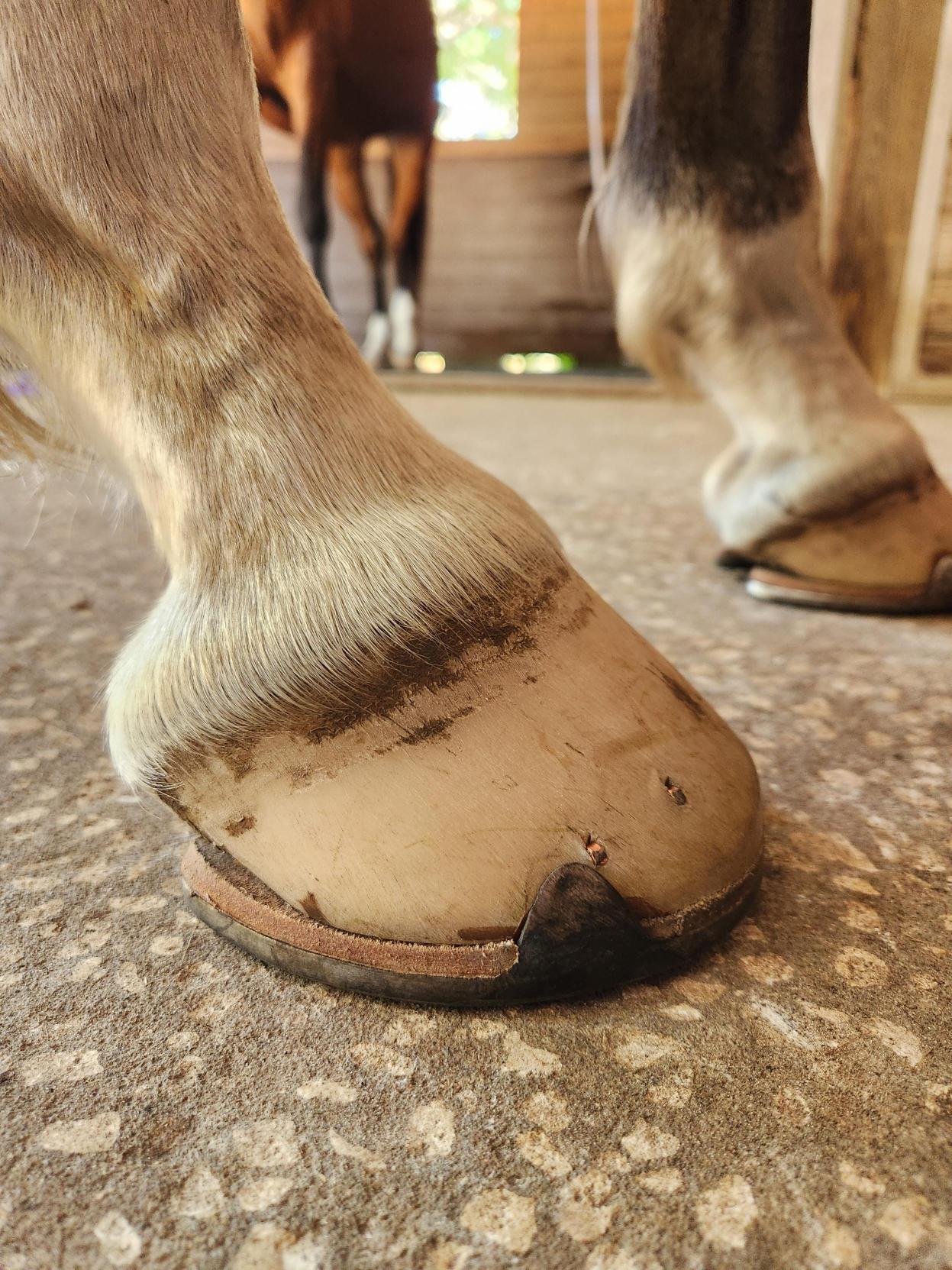 Featured image for “From the Ground Up: Improving Hoof Quality in Off-Track Thoroughbreds”