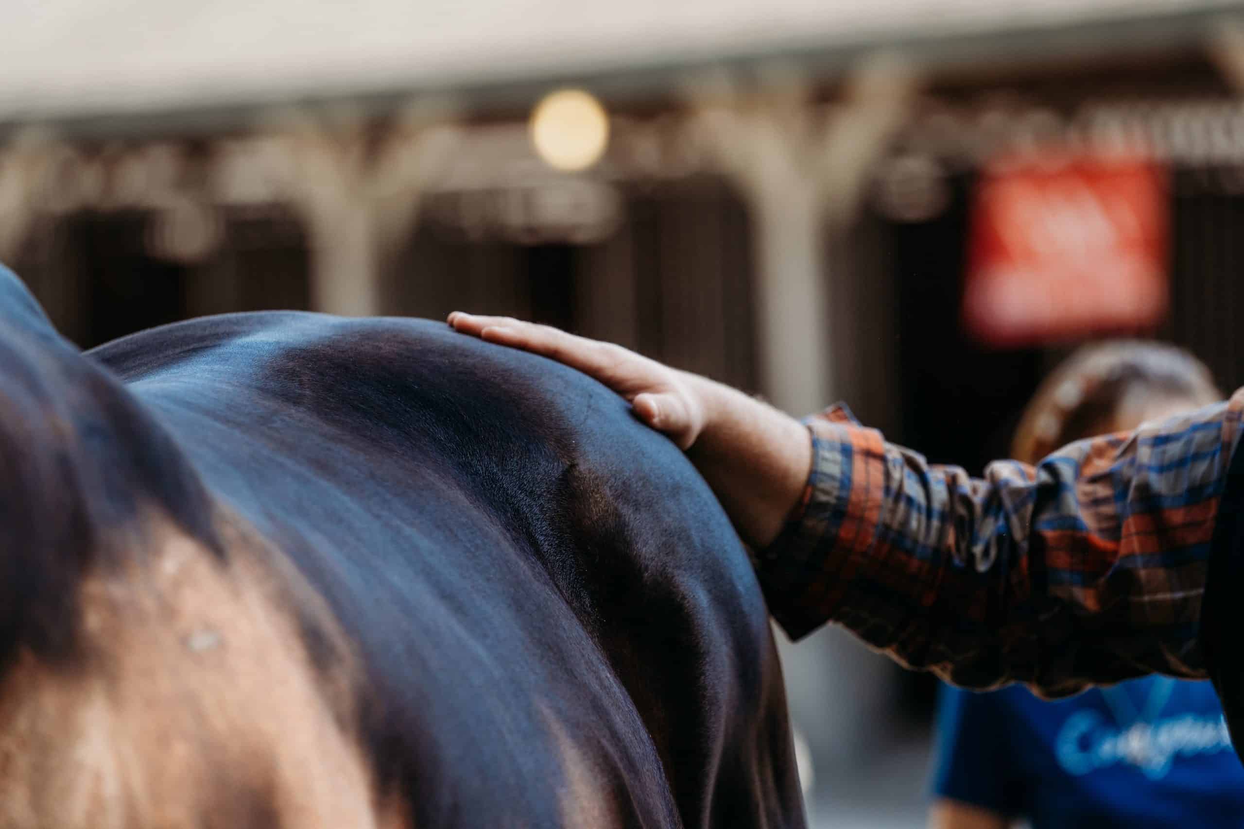 Featured image for “Kissing Spines in OTTBs”