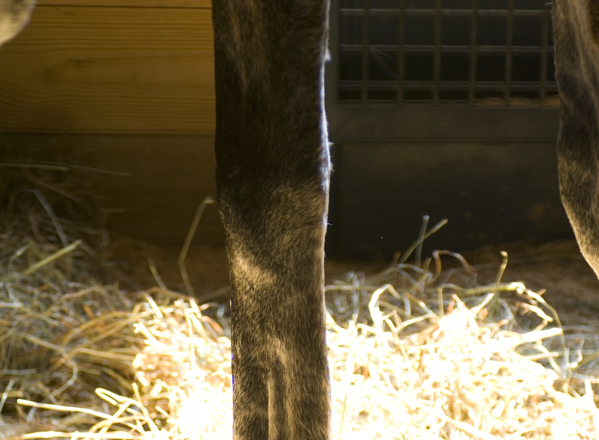 Featured image for “Joint Care for Racehorses & Its Impact on Post-Race Careers”