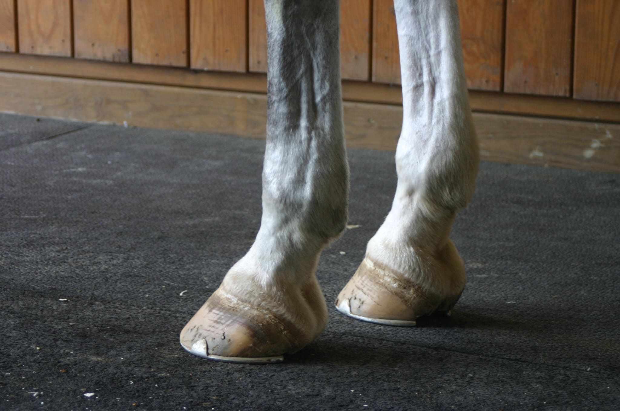 Featured image for “Ligament Injuries & How They Shape OTTB Second Careers”