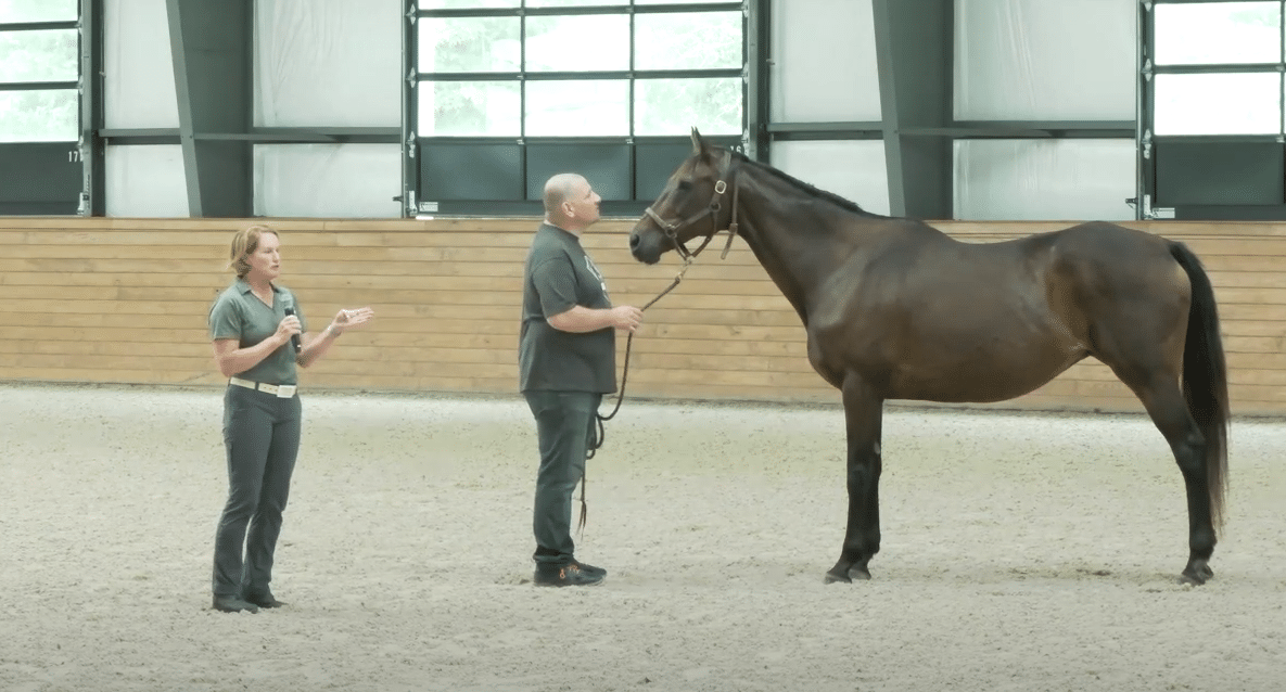 Featured image for “2024 Thoroughbred Broodmare Transition Symposium: Reconditioning the Broodmare”