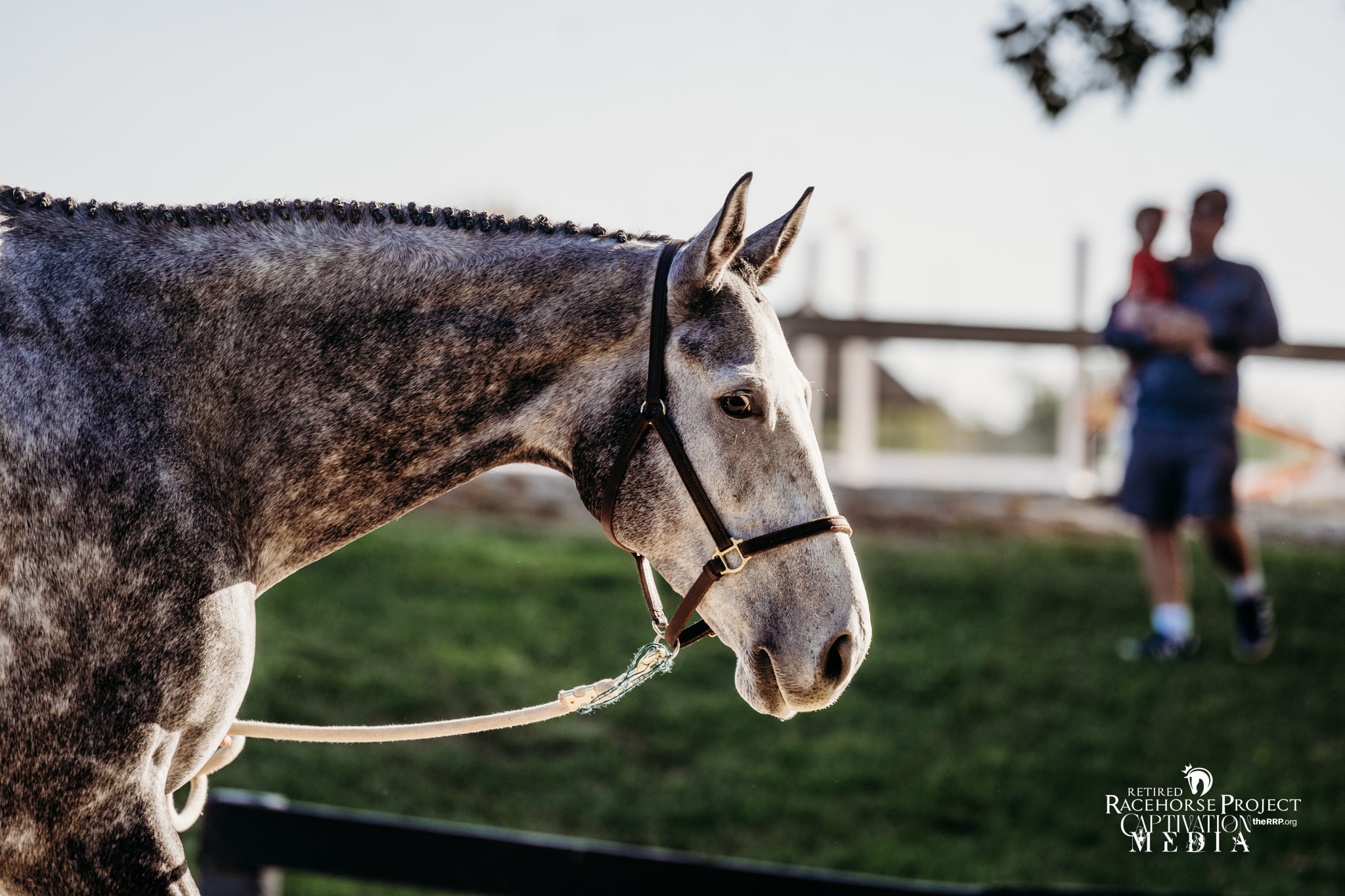 Featured image for “2024 Thoroughbred Broodmare Transition Symposium: Nutrition for Transitioning Broodmares”