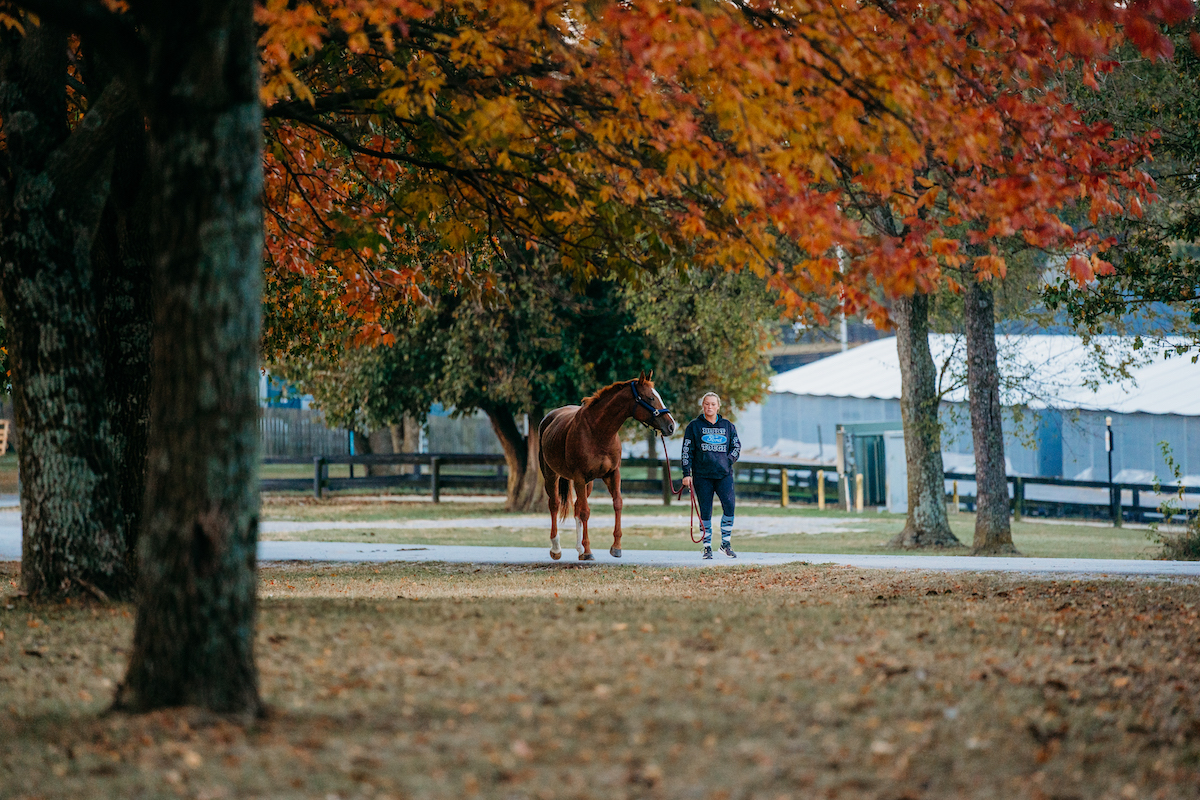Featured image for “Mareworthy Charities & the RRP to Host Thoroughbred Broodmare Transition Symposium”