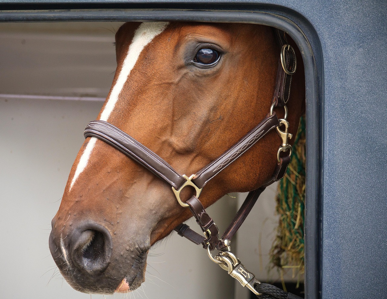 Featured image for “Ask a Trainer: Conquering Trailering Issues”